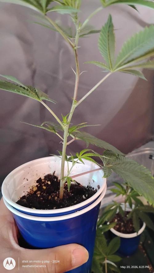 Cap Junky x Blueberry Sugar- Judasstein. Week 1