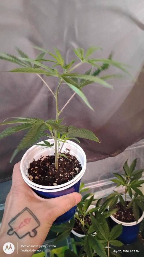 Cap Junky x Blueberry Sugar- Judasstein. Week 1