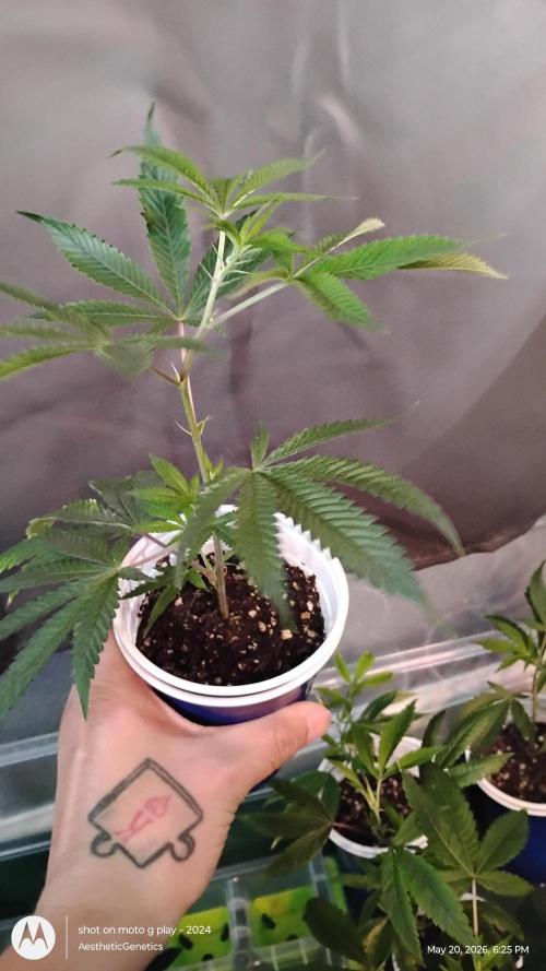 Cap Junky x Blueberry Sugar- Judasstein. Week 1