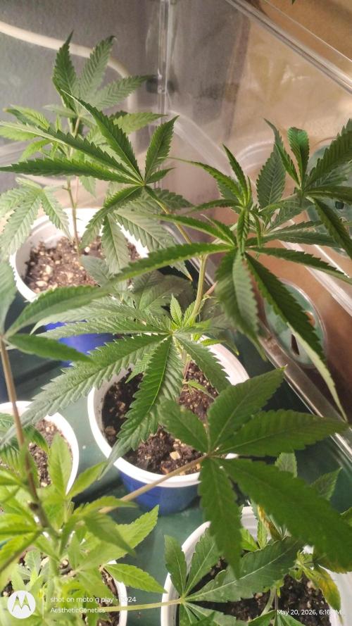 Cap Junky x Blueberry Sugar- Judasstein. Week 1