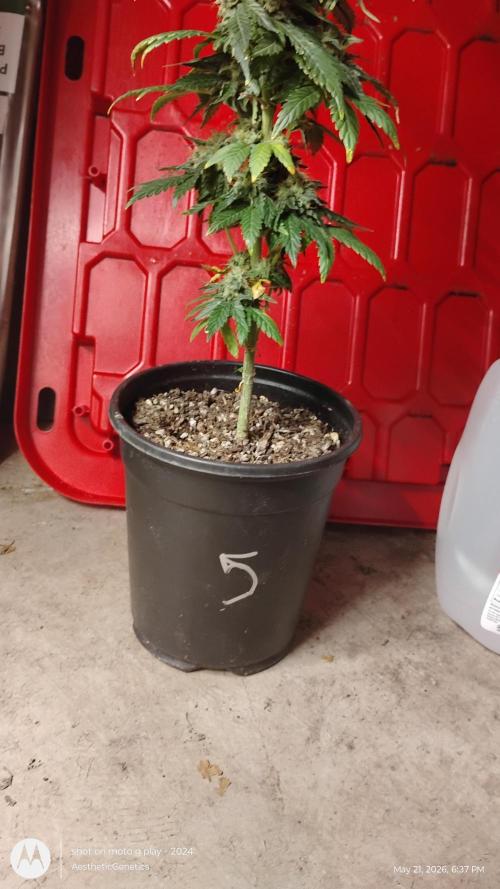 Super Sour Double Diesel Seed Hunt. Week 12