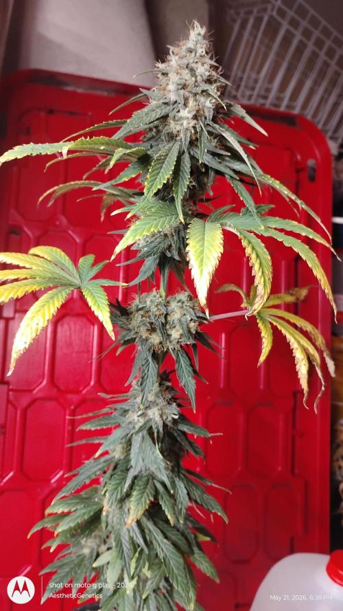 Super Sour Double Diesel Seed Hunt. Week 12
