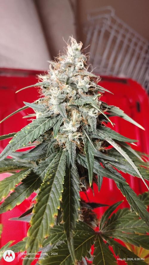 Super Sour Double Diesel Seed Hunt. Week 12