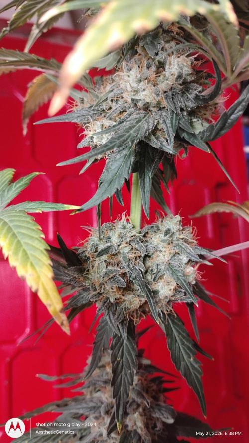 Super Sour Double Diesel Seed Hunt. Week 12