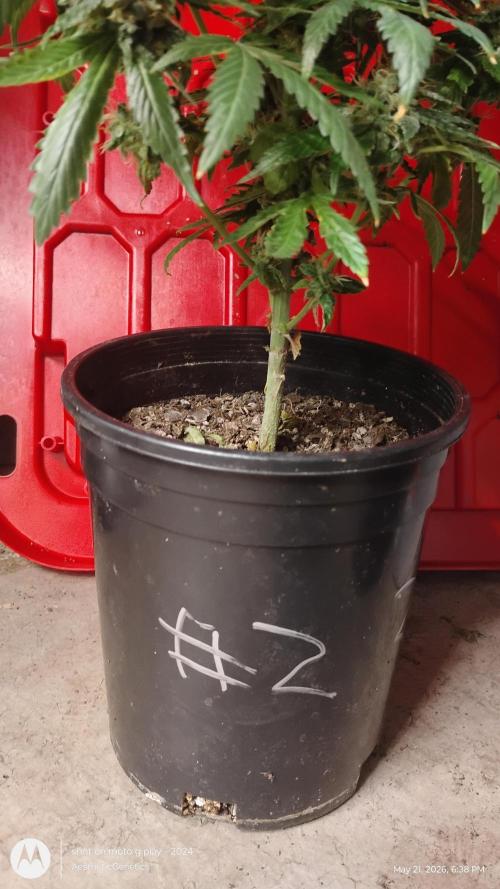 Super Sour Double Diesel Seed Hunt. Week 12