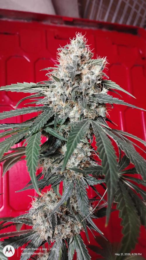 Super Sour Double Diesel Seed Hunt. Week 12