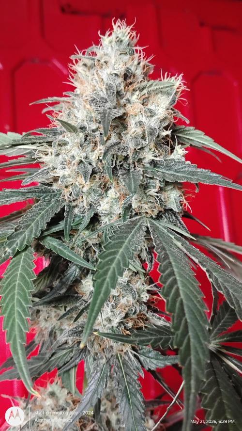 Super Sour Double Diesel Seed Hunt. Week 12