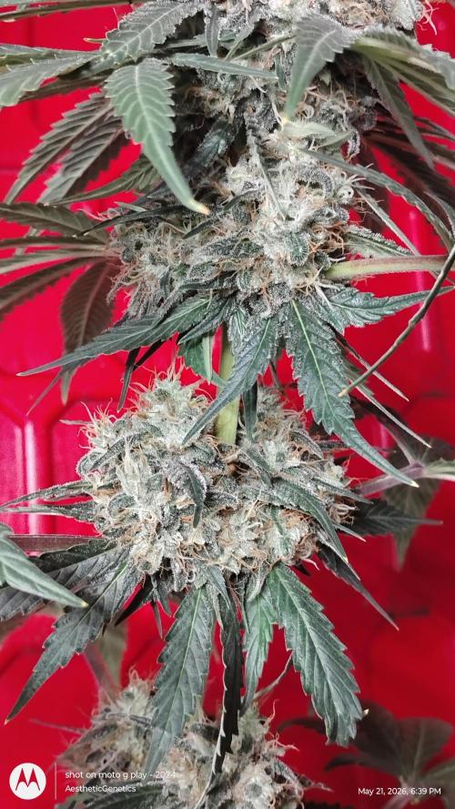 Super Sour Double Diesel Seed Hunt. Week 12