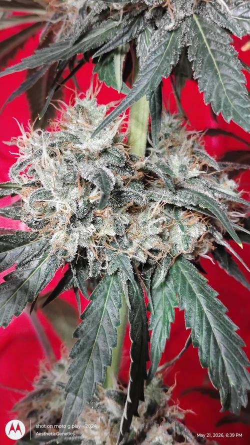 Super Sour Double Diesel Seed Hunt. Week 12