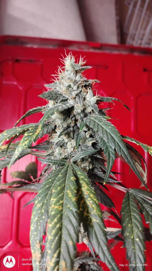 Super Sour Double Diesel Seed Hunt. Week 12