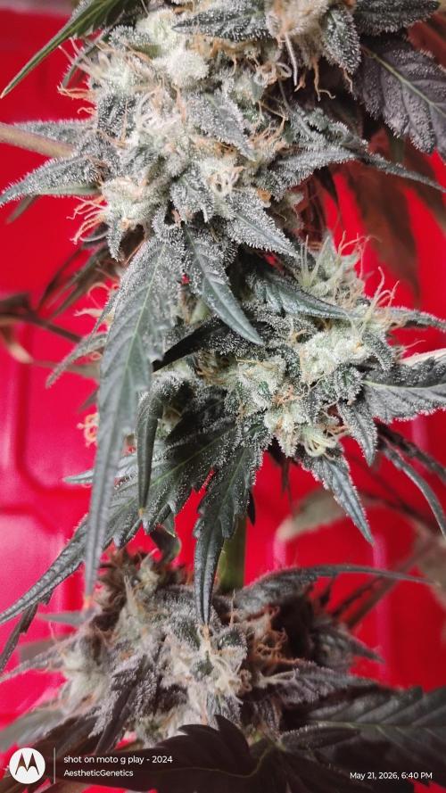 Super Sour Double Diesel Seed Hunt. Week 12