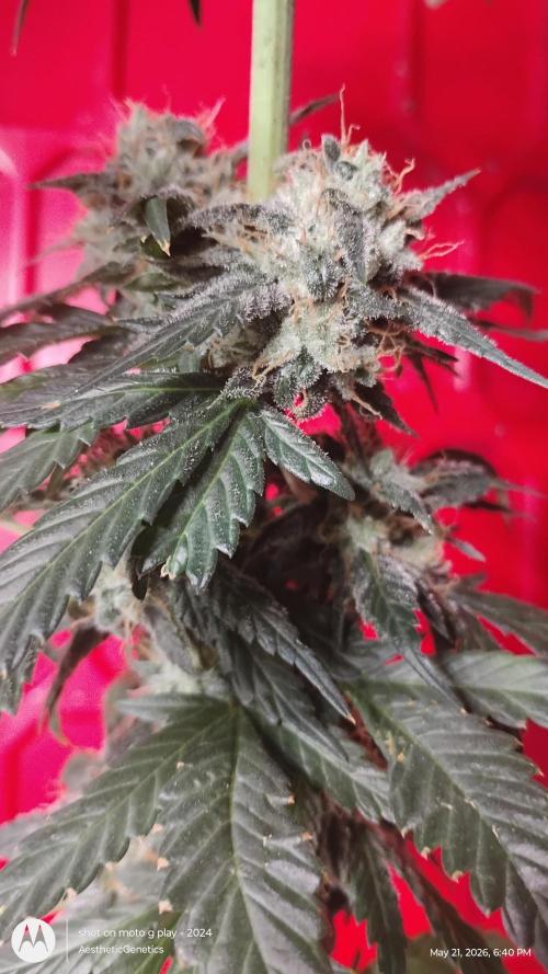 Super Sour Double Diesel Seed Hunt. Week 12