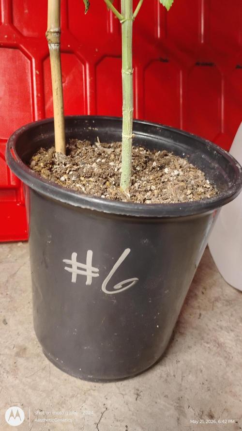Super Sour Double Diesel Seed Hunt. Week 12