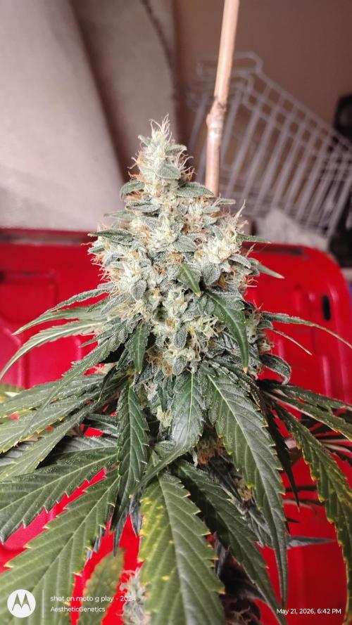 Super Sour Double Diesel Seed Hunt. Week 12