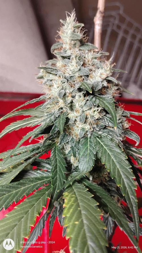 Super Sour Double Diesel Seed Hunt. Week 12