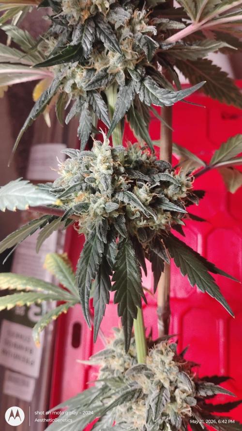 Super Sour Double Diesel Seed Hunt. Week 12