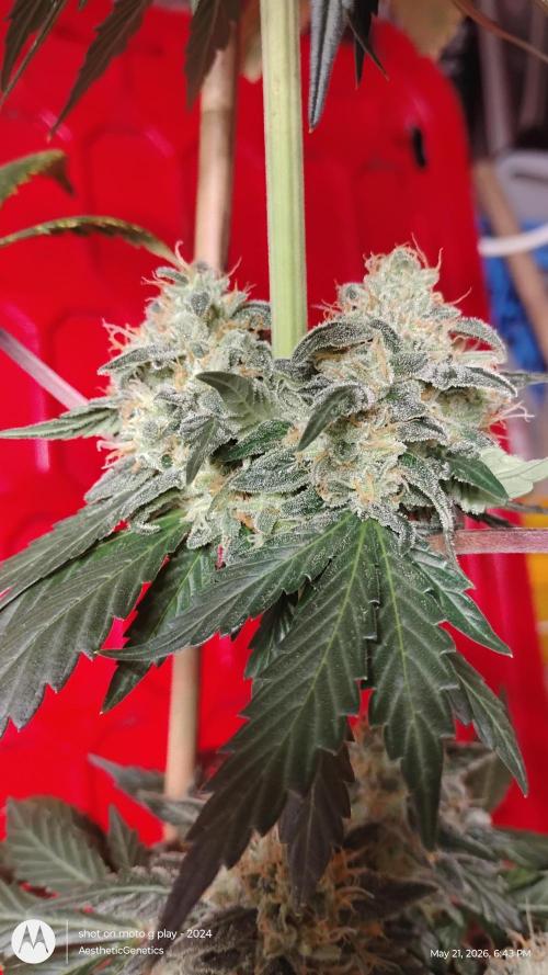 Super Sour Double Diesel Seed Hunt. Week 12