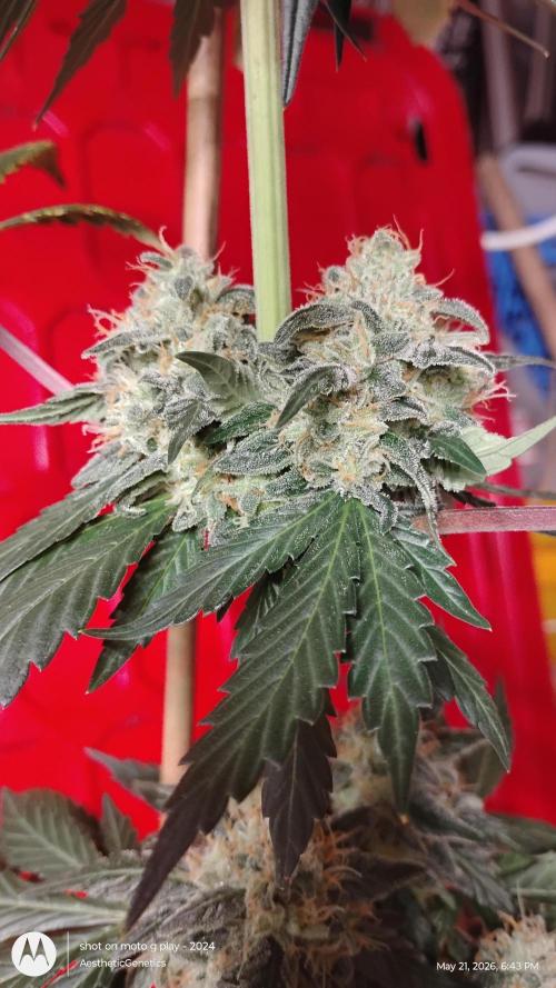 Super Sour Double Diesel Seed Hunt. Week 12