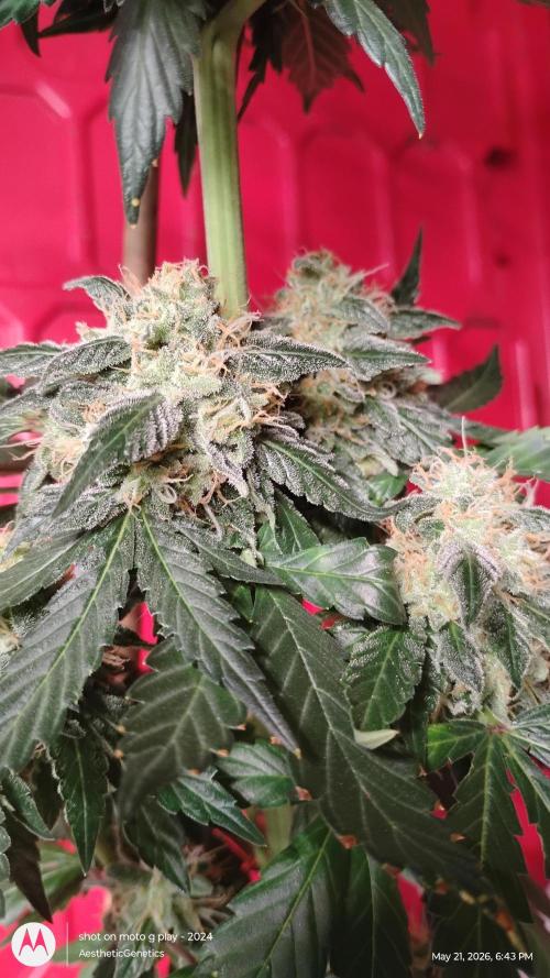 Super Sour Double Diesel Seed Hunt. Week 12
