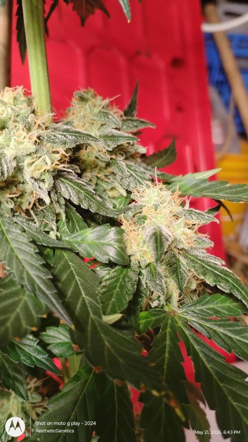 Super Sour Double Diesel Seed Hunt. Week 12