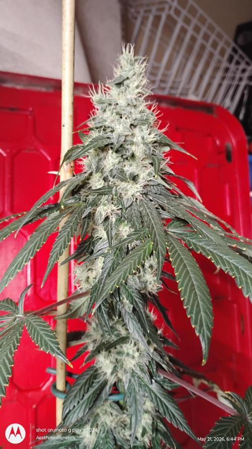 Super Sour Double Diesel Seed Hunt. Week 12