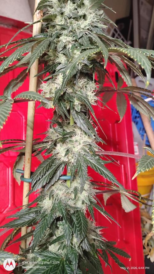 Super Sour Double Diesel Seed Hunt. Week 12