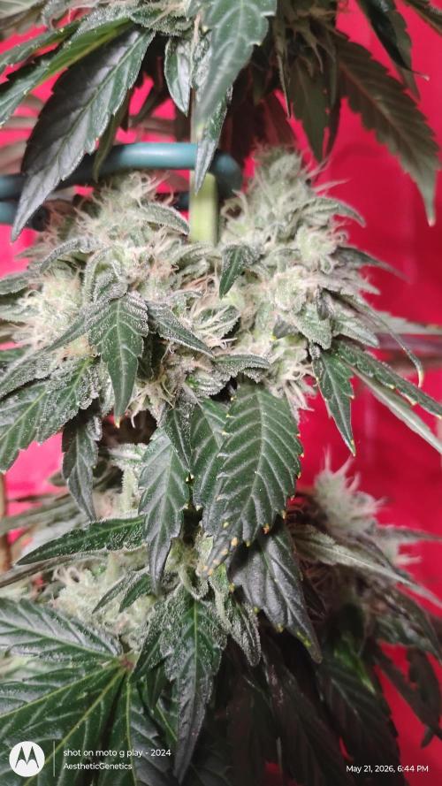 Super Sour Double Diesel Seed Hunt. Week 12