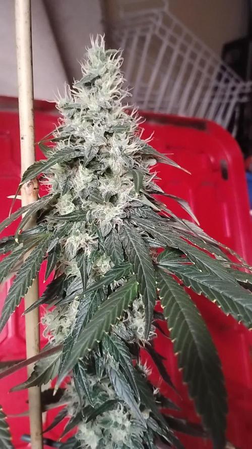 Super Sour Double Diesel Seed Hunt