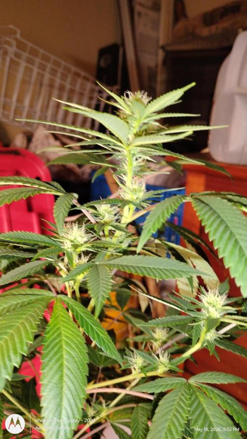 Real Deal Sour D ( notsodog cut). Week 7