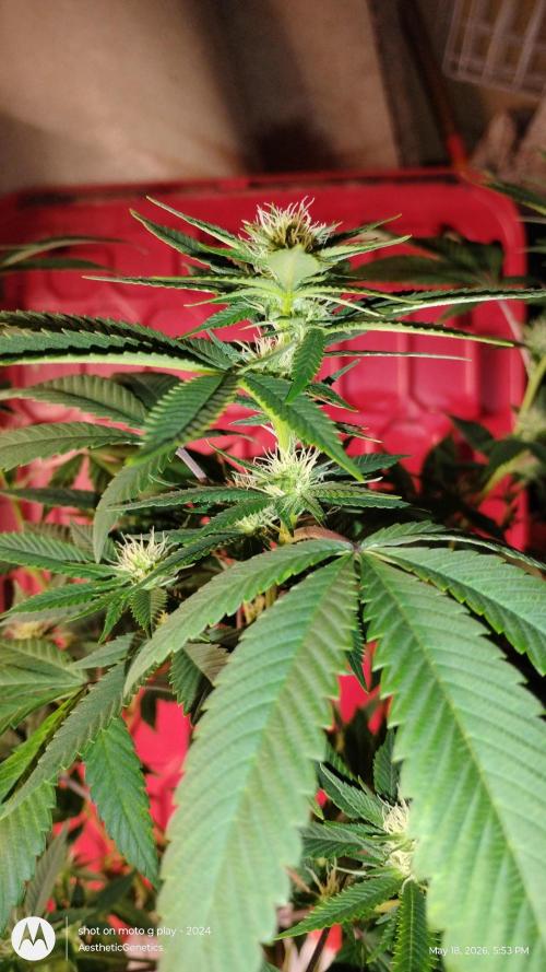Real Deal Sour D ( notsodog cut). Week 7