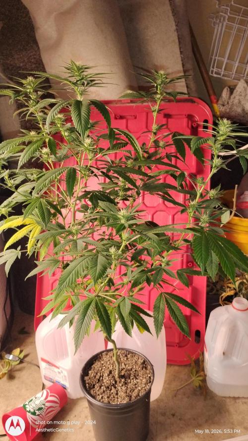 Real Deal Sour D ( notsodog cut). Week 7