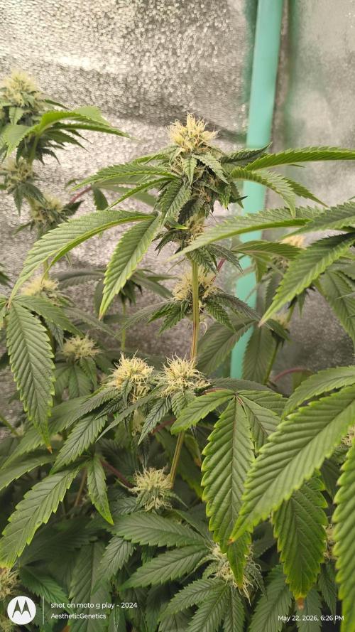 Real Deal OG Kush (PDX cut). Week 8