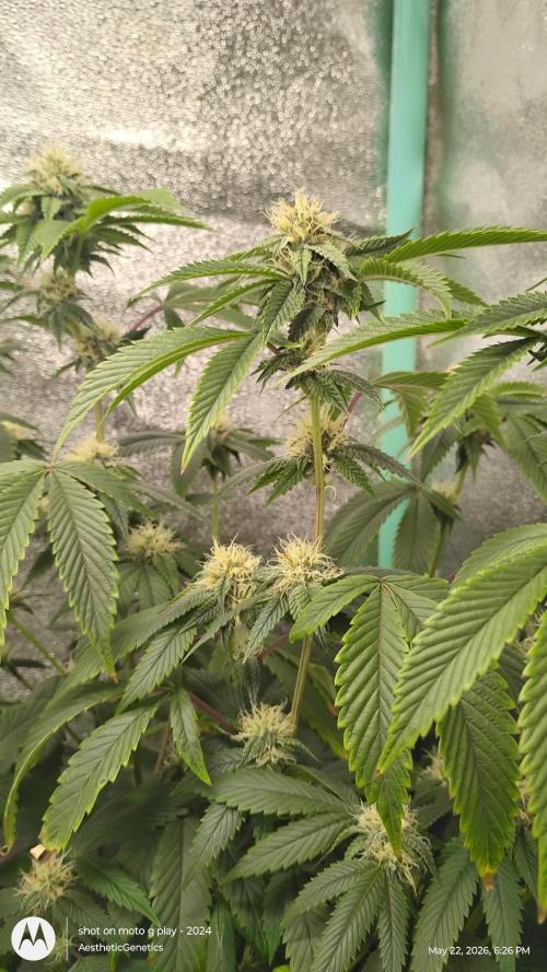Real Deal OG Kush (PDX cut). Week 8