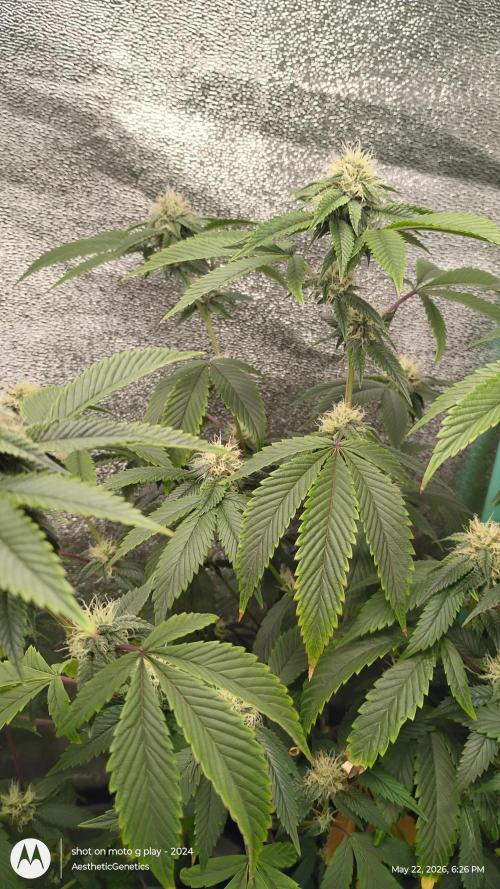 Real Deal OG Kush (PDX cut). Week 8