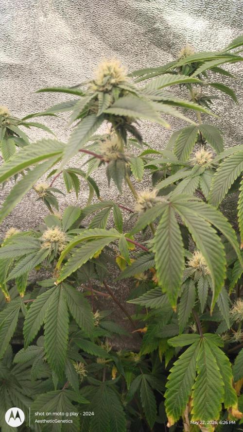 Real Deal OG Kush (PDX cut). Week 8