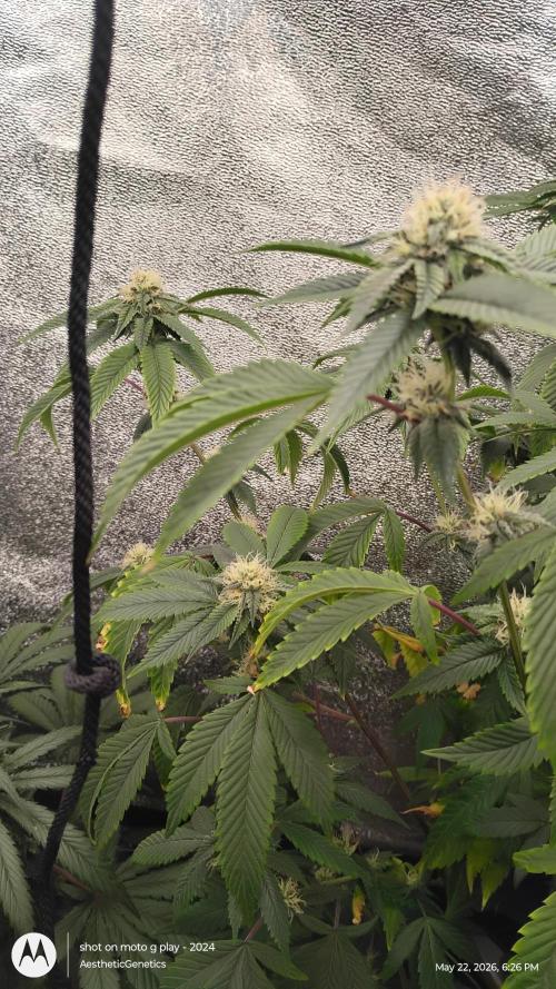 Real Deal OG Kush (PDX cut). Week 8