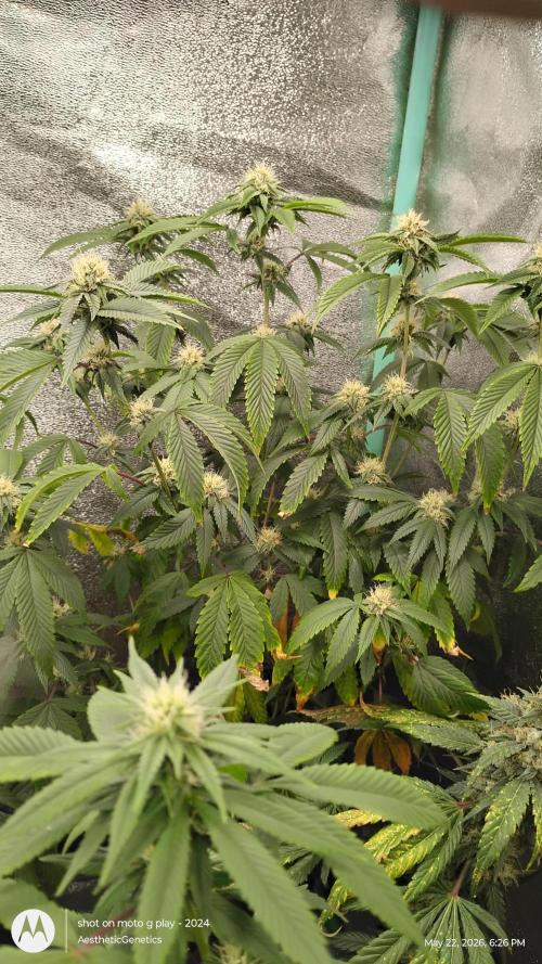 Real Deal OG Kush (PDX cut). Week 8