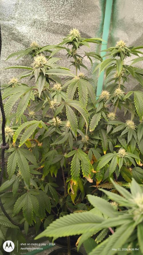 Real Deal OG Kush (PDX cut). Week 8