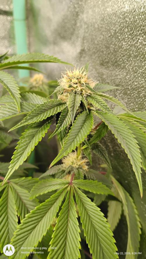Real Deal OG Kush (PDX cut). Week 8