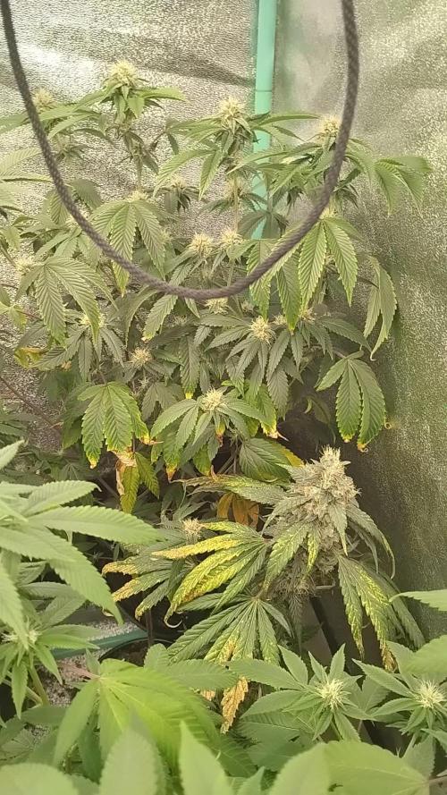 Real Deal OG Kush (PDX cut)