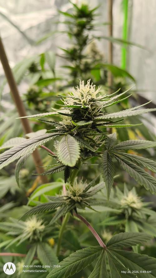 Real Deal Sour D ( notsodog cut). Week 8