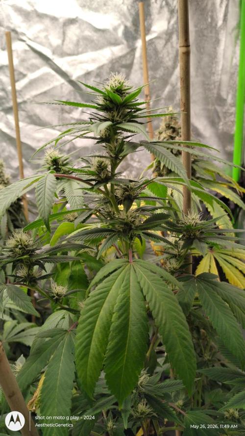 Real Deal Sour D ( notsodog cut). Week 8