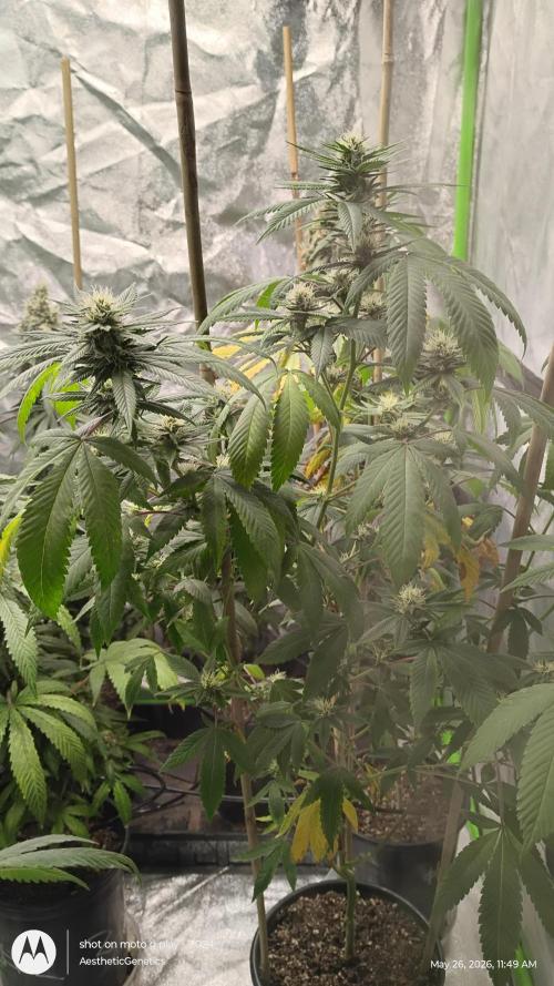 Real Deal Sour D ( notsodog cut). Week 8