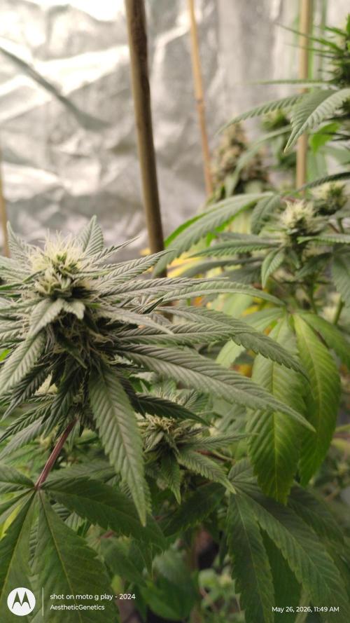 Real Deal Sour D ( notsodog cut). Week 8