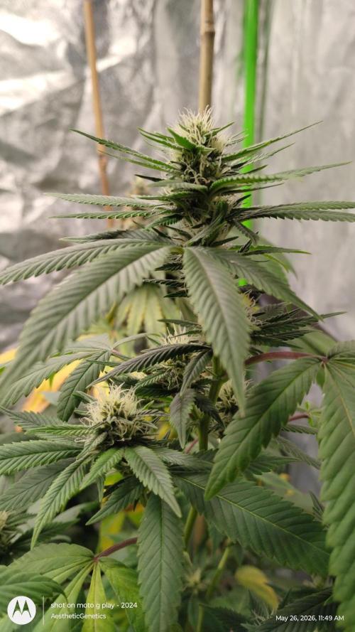 Real Deal Sour D ( notsodog cut). Week 8