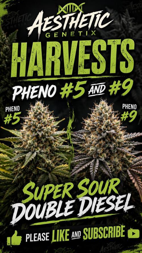 Super Sour Double Diesel Seed Hunt. Week 13