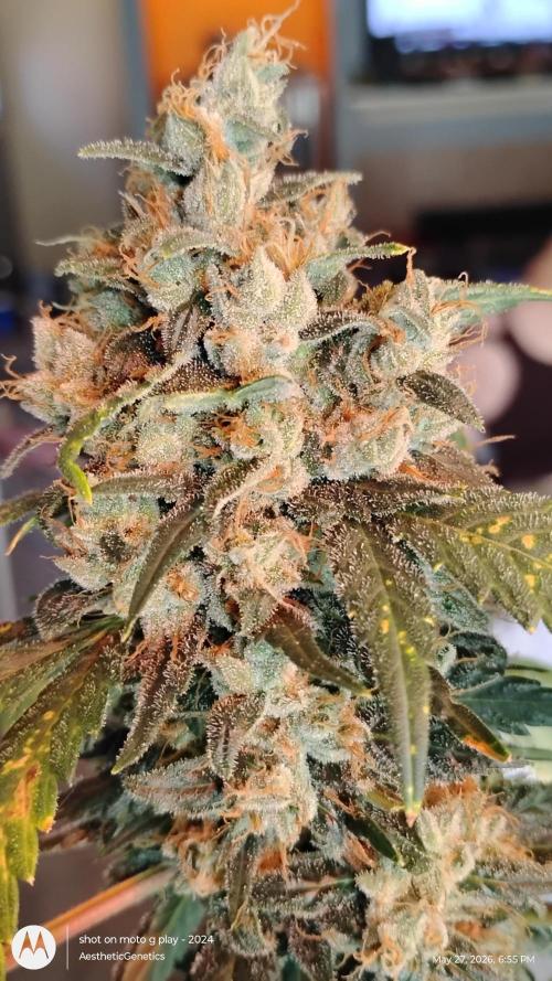 Super Sour Double Diesel Seed Hunt. Week 13 - #9