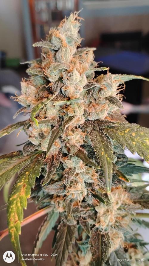Super Sour Double Diesel Seed Hunt. Week 13 - #9
