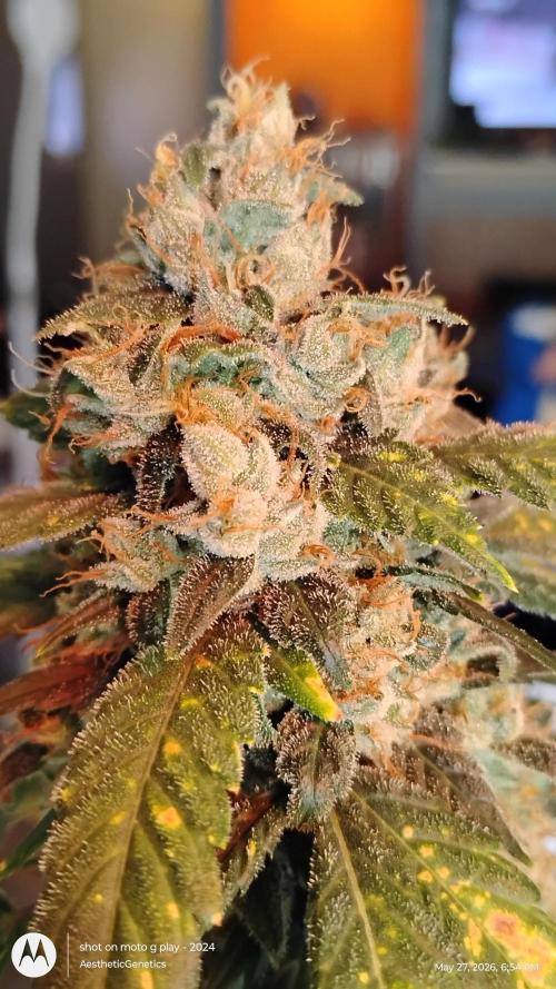 Super Sour Double Diesel Seed Hunt. Week 13 - #9