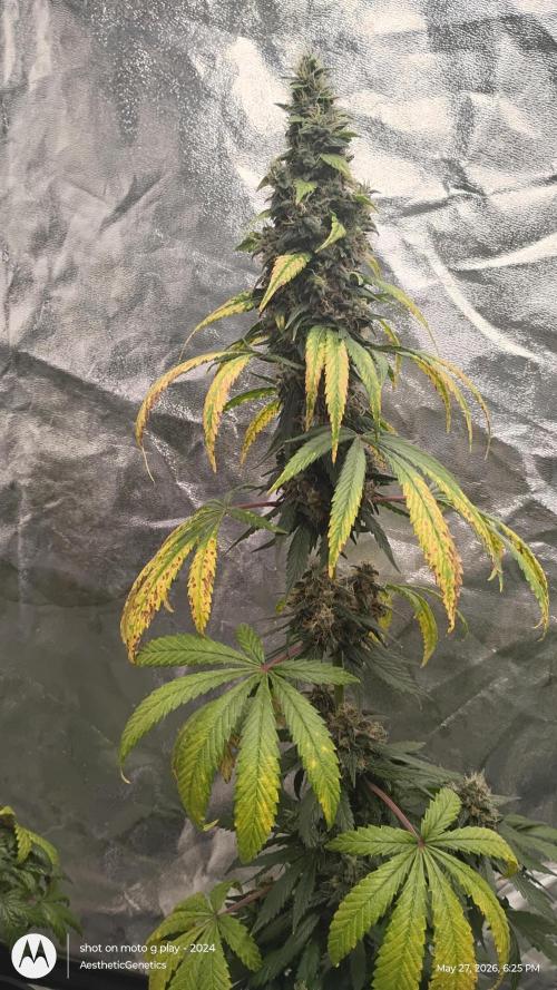 Super Sour Double Diesel Seed Hunt. Week 13 - #7